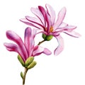 Watercolor hand painted pink magnolia flowers isolated on white background. Watercolor spring floral set illustration Royalty Free Stock Photo