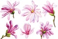 Watercolor hand painted pink magnolia flowers isolated on white background. Watercolor spring floral set illustration Royalty Free Stock Photo