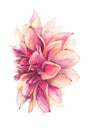 Watercolor hand painted pink, orange dahlia isolated on white background. Floral watercolour illustration Royalty Free Stock Photo