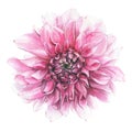 Watercolor hand painted pink, orange dahlia isolated on white background. Floral watercolour illustration Royalty Free Stock Photo