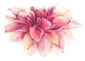 Watercolor hand painted pink, orange dahlia isolated on white background. Vector traced floral watercolour illustration Royalty Free Stock Photo