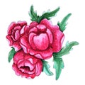 Watercolor hand painted pink peony flowers