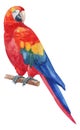 Watercolor hand painted rainbow ara parrot. Red, blue, yellow, green exotic bird on branch. Tropical bird with bright plumage Royalty Free Stock Photo