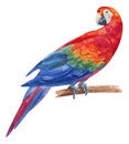 Watercolor hand painted rainbow ara parrot. Red, blue, yellow, green exotic bird on branch. Tropical bird with bright plumage Royalty Free Stock Photo