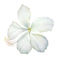 White hibiscus