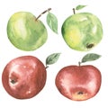 Watercolor hand painted red apple set illustration. Fruit clipart, summer healthy food clip art Royalty Free Stock Photo