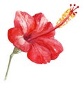 Watercolor hand painted red hibiscus. exotic fragrant flower. Tropical flower isolated on white