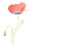 Watercolor hand painted red poppy isolated on white background Royalty Free Stock Photo