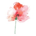 Watercolor hand painted red poppy. Vector floral Royalty Free Stock Photo