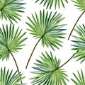 Watercolor hand painted seamless pattern with fan palm leaves on white background.