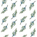 Watercolor hand painted seamless pattern with juniper branches with berries on white background.