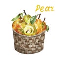 Watercolor hand painted set of yellow pears in a harvesting basket. Autumn fruits sketch illustration