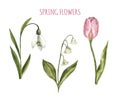 Watercolor hand painted spring flowers in bloom. Snowdrop, tulip flower, Lily of the valley, isolated. Botanical illustration