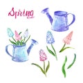 Watercolor hand painted spring flowers set with pink and blue muscari and vintage watering can isolated Royalty Free Stock Photo