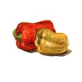 Watercolor hand painted sweet red and yellow pepper. Royalty Free Stock Photo