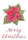 Watercolor hand painted traditional Christmas flower poinsettia
