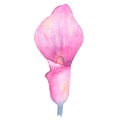 Watercolor hand painted tropical flower pink calla lily isolated on white background Royalty Free Stock Photo