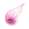 Watercolor hand painted tropical flower pink calla lily isolated on white background Royalty Free Stock Photo