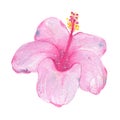 Watercolor hand painted tropical flower pink hibiscus isolated on white background Royalty Free Stock Photo