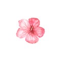 Watercolor hand painted tropical hibiscus Royalty Free Stock Photo