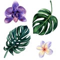 Watercolor hand painted tropical set of orchid and plumeria flowers and monstera leaves. Royalty Free Stock Photo