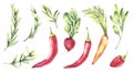 Watercolor hand painted vegetables collection. Royalty Free Stock Photo