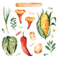 Watercolor hand painted vegetables isolated on white background. Royalty Free Stock Photo