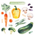 Watercolor hand painted vegetables isolated on white background Royalty Free Stock Photo