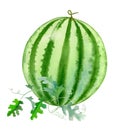 Watercolor hand painted watermelon Royalty Free Stock Photo