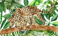 Watercolor hand painted wild nature composition with two leopard family Royalty Free Stock Photo