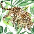 Watercolor hand painted wild nature composition with two leopard family