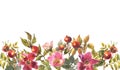 Watercolor hand painted wild rose floral banner isolated on white background. Royalty Free Stock Photo