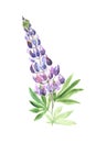 Watercolor hand painted wildflower lupin Royalty Free Stock Photo