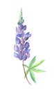 Watercolor hand painted wildflowers lupin Royalty Free Stock Photo