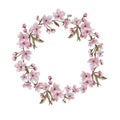 Watercolor hand painted cherry flowers wreath. Botanical illustration in vintage style.