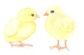 watercolor hand painted yellow baby chickens