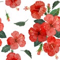 Watercolor hand painting floral seamless pattern with red hibiscus flowers blossom and green leaves on white background, Natural Royalty Free Stock Photo