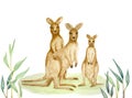 Watercolor hand painting illustration of Kangaroo family, the mammal wildlife animal with brown hair standing on green lawn and