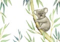 Watercolor hand painting illustration of Koala bear, the mammal wildlife animal climbing on branch and leaves of eucalyptus tree