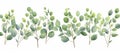 watercolor handdrawn green eucalyptus branches isolated background, in the style of hand-painted