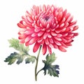 Watercolor Handdrawn Red Chrysanthemum Clipart - Xiaofei Yue Royalty Free Stock Photo