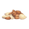 Watercolor handful of almond nuts isolated on the white background