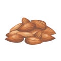 Watercolor handful of almond nuts isolated on the white background