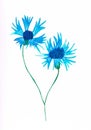 Watercolor handmade blue cornflower