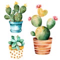 Watercolor handpainted cactus plant and succulent plant in pot. Royalty Free Stock Photo