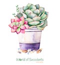 Watercolor handpainted succulent plant in pot and pebble stone.