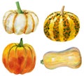 Set of four pumpkins on isolated white background, watercolor illustration, hand drawing