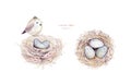 Watercolor happt easter nest with bird eggs with branch and feather isolated on white. Spring hand drawn illustration. Boho egg