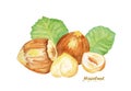 Watercolor Hazelnut. Hand painted