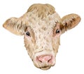 Watercolor head of Charolais ox isolated on the white background. Bull symbol of new year 2021 on the Chinese calendar Royalty Free Stock Photo